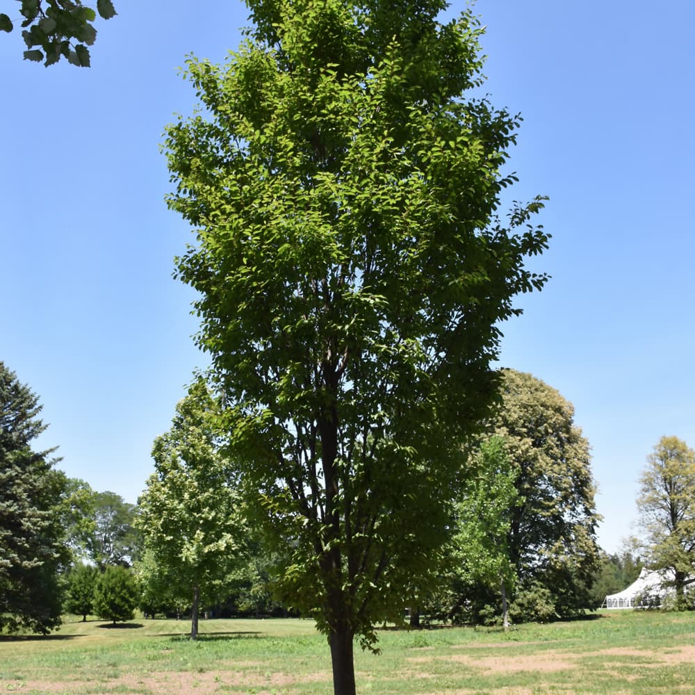 NetPS Plant Finder (www.netpsplantfinder.com)