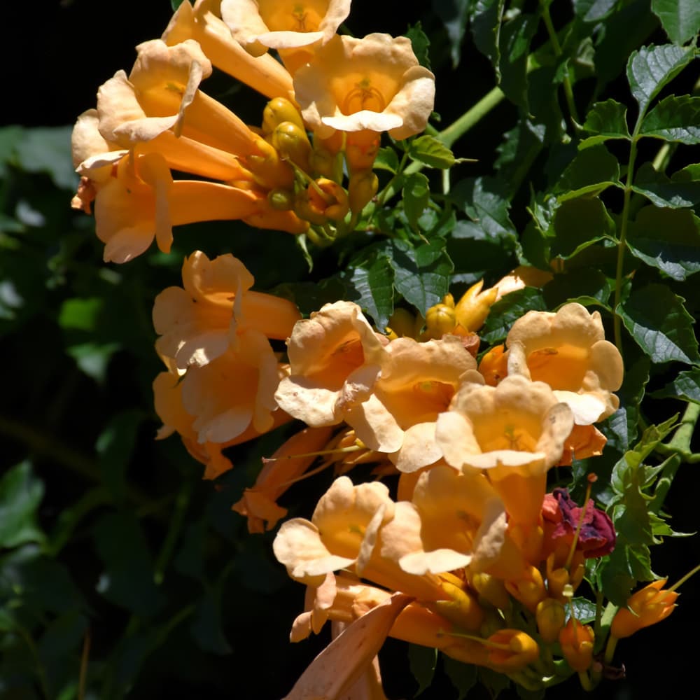 NetPS Plant Finder (www.netpsplantfinder.com)