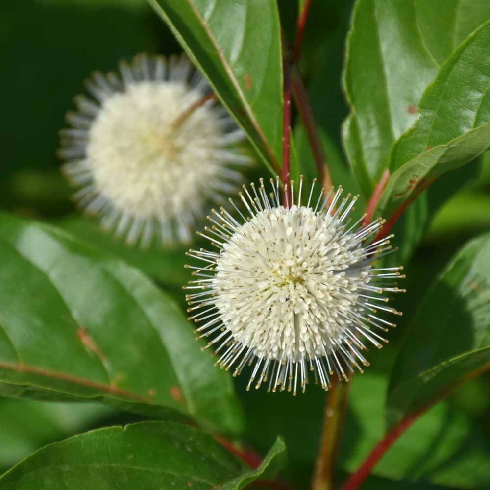 NetPS Plant Finder (www.netpsplantfinder.com)