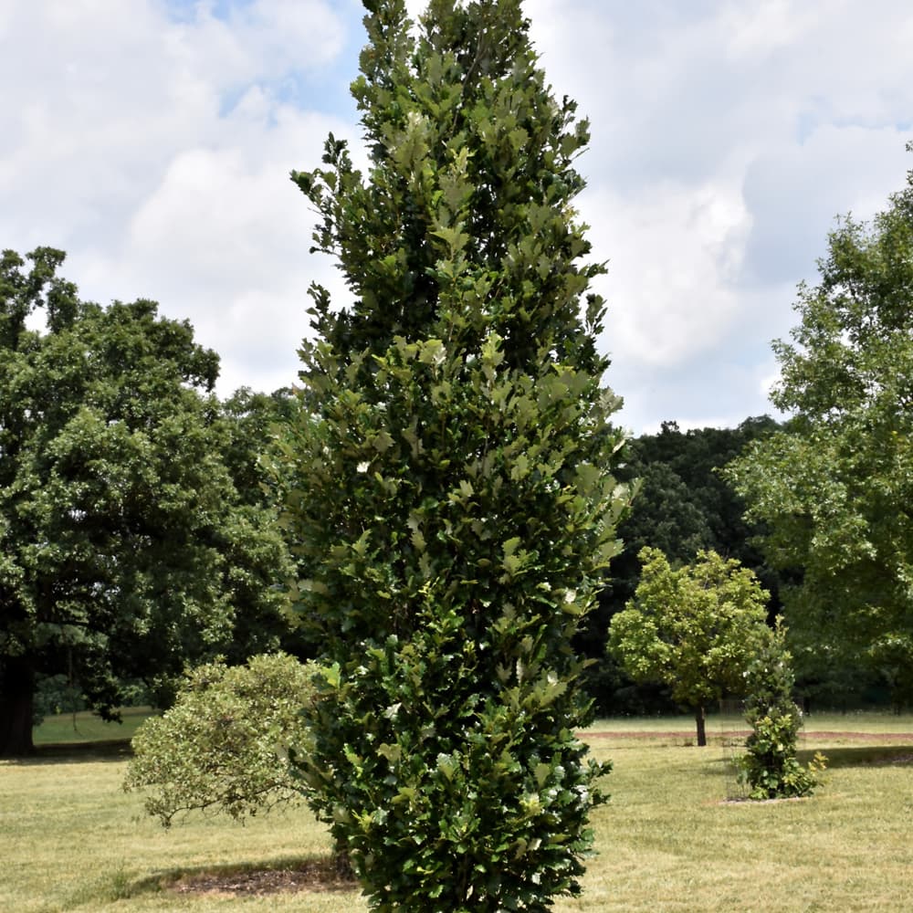 NetPS Plant Finder (www.netpsplantfinder.com)
