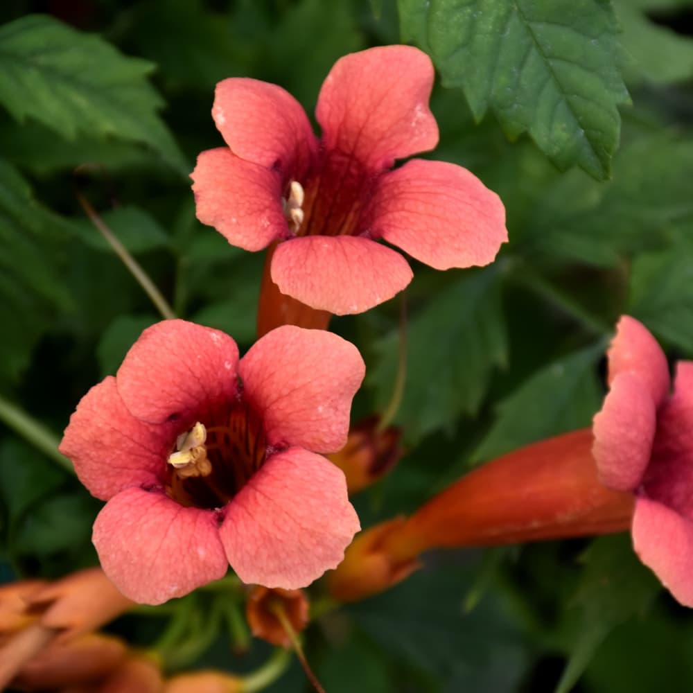 NetPS Plant Finder (www.netpsplantfinder.com)