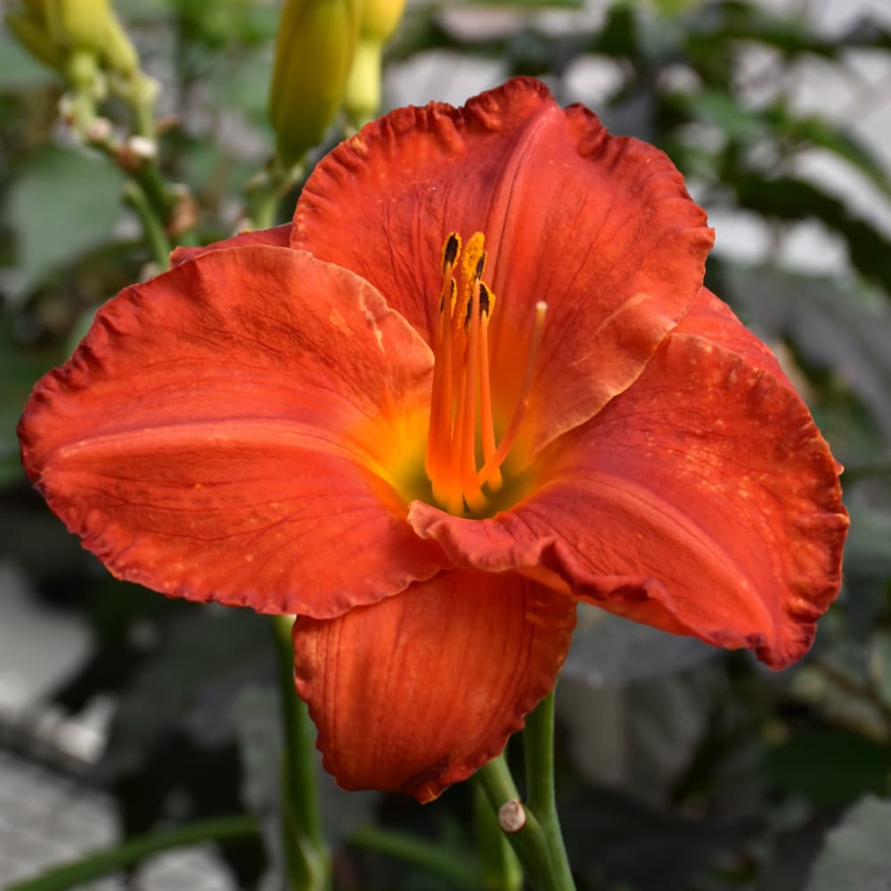 NetPS Plant Finder (www.netpsplantfinder.com)