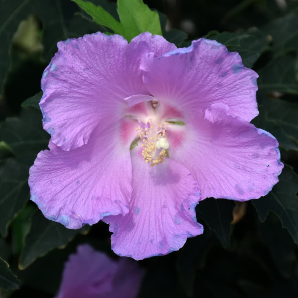 NetPS Plant Finder (www.netpsplantfinder.com)