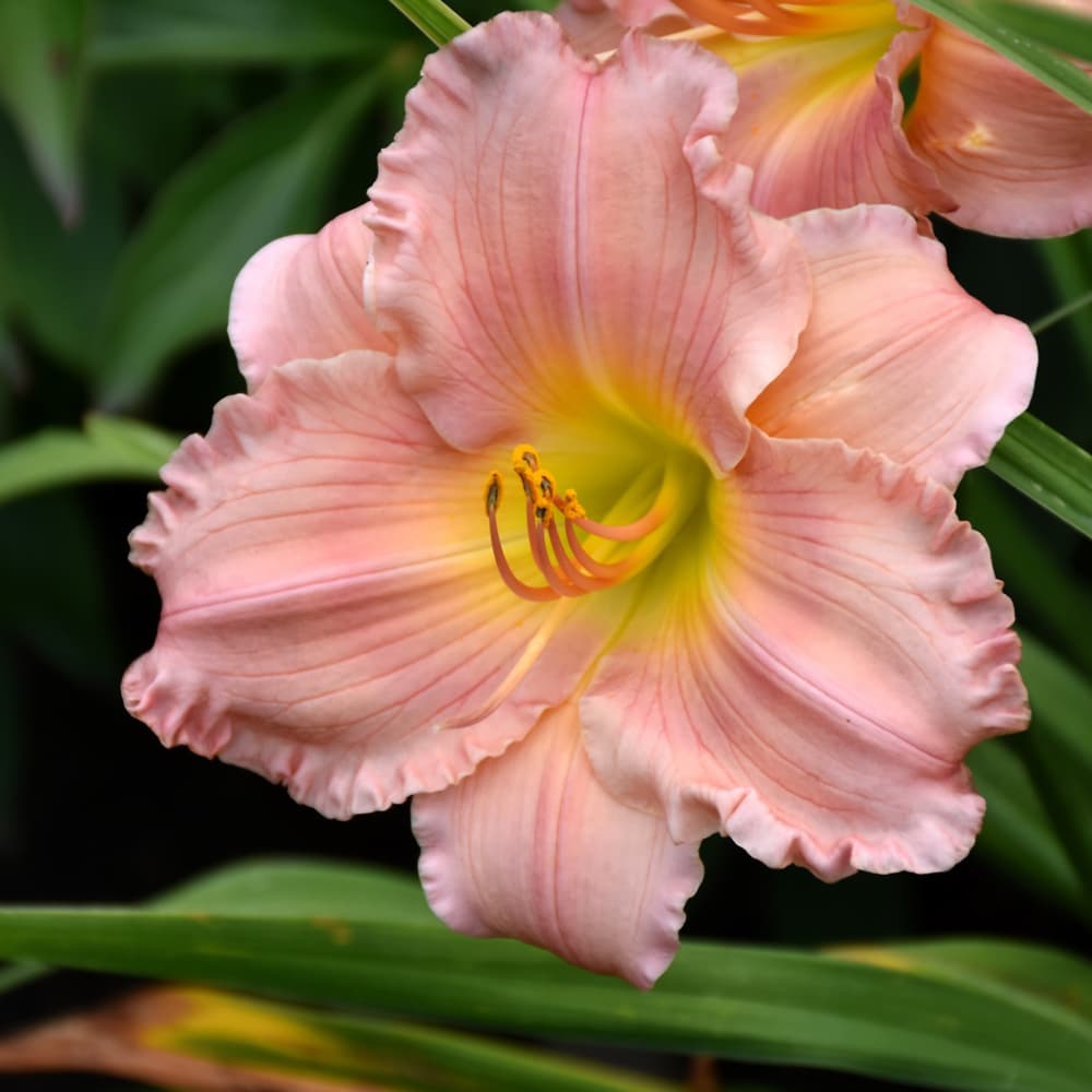 NetPS Plant Finder (www.netpsplantfinder.com)