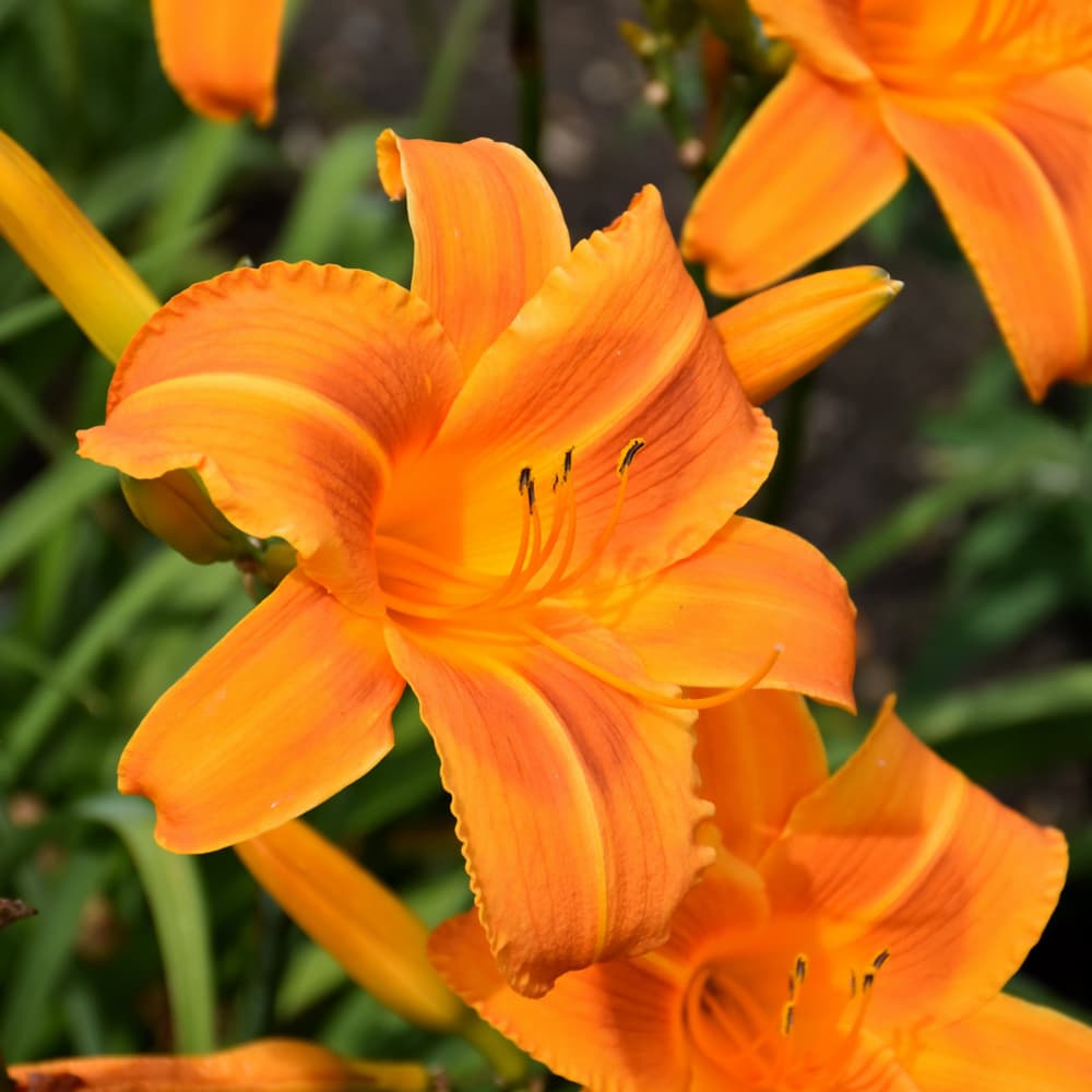 NetPS Plant Finder (www.netpsplantfinder.com)