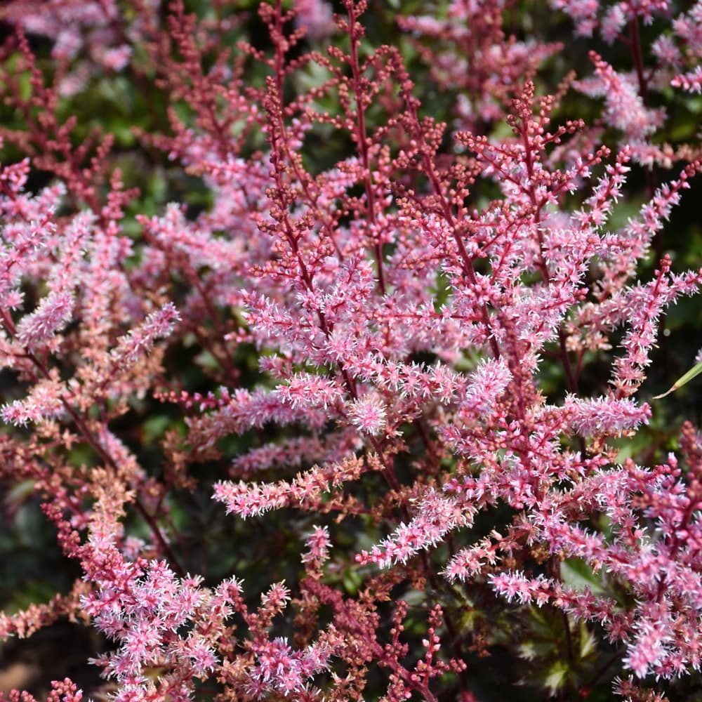 NetPS Plant Finder (www.netpsplantfinder.com)