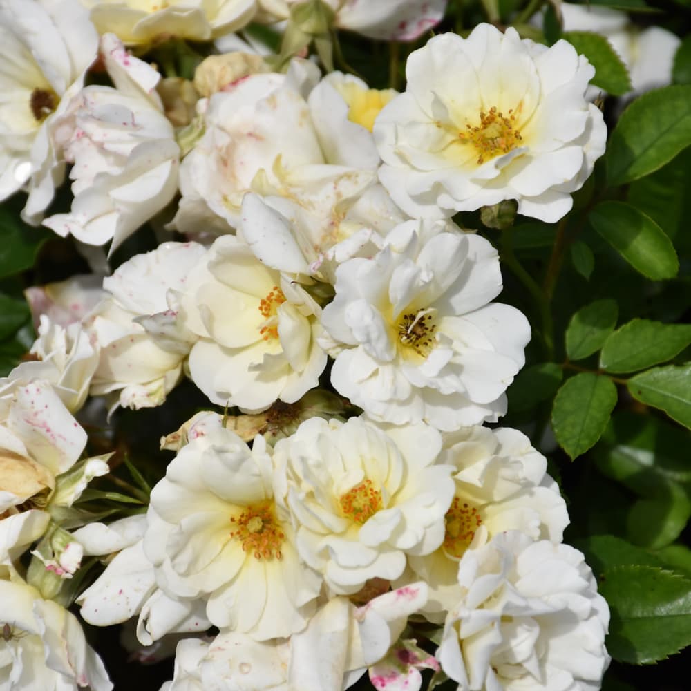 NetPS Plant Finder (www.netpsplantfinder.com)