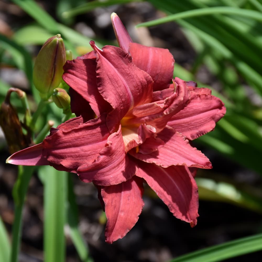 NetPS Plant Finder (www.netpsplantfinder.com)