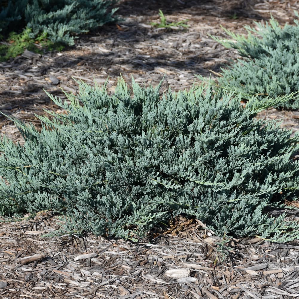 NetPS Plant Finder (www.netpsplantfinder.com)