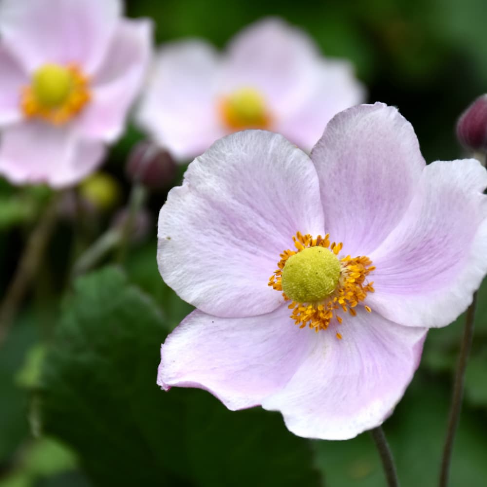 NetPS Plant Finder (www.netpsplantfinder.com)