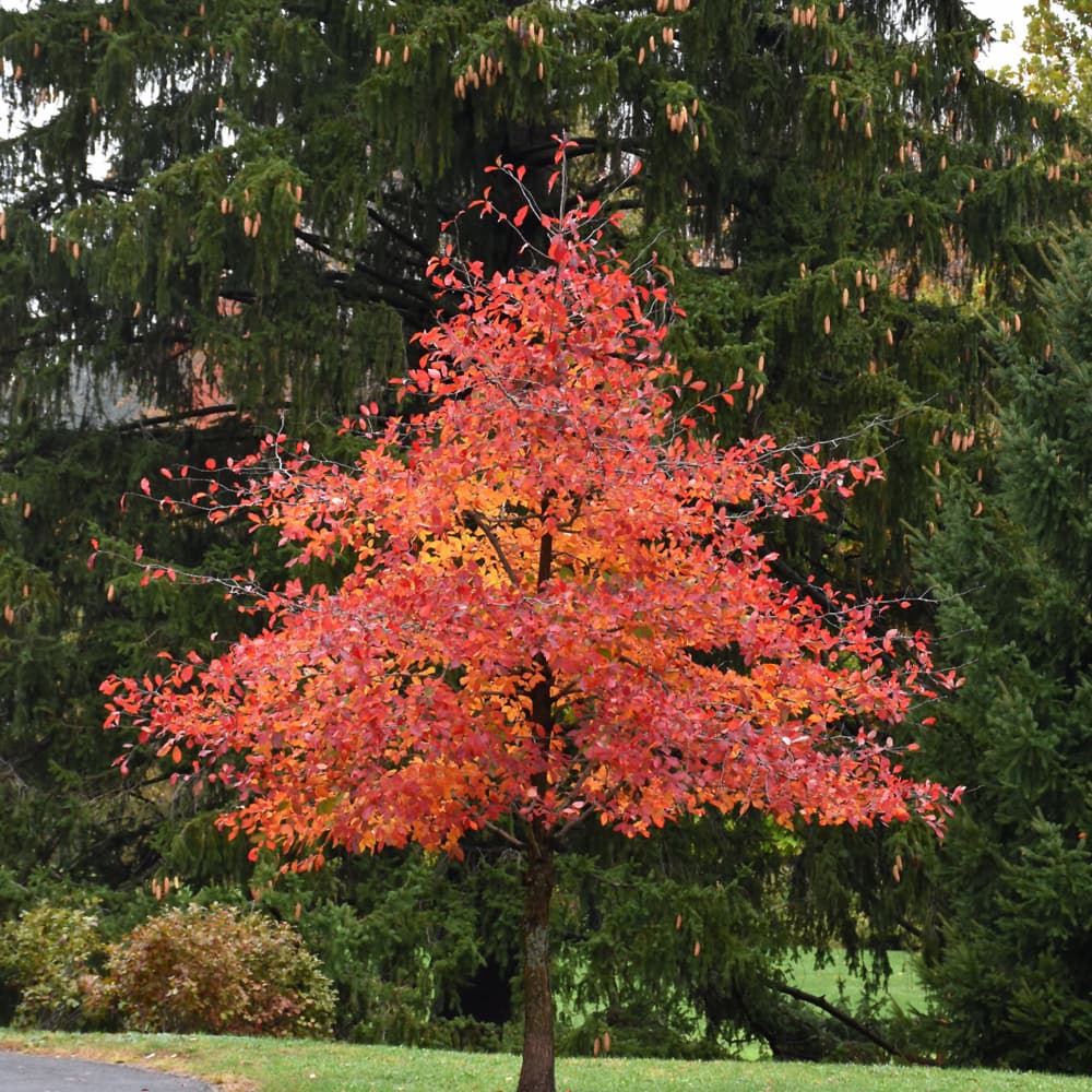 NetPS Plant Finder (www.netpsplantfinder.com)