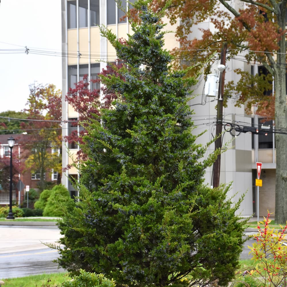 NetPS Plant Finder (www.netpsplantfinder.com)