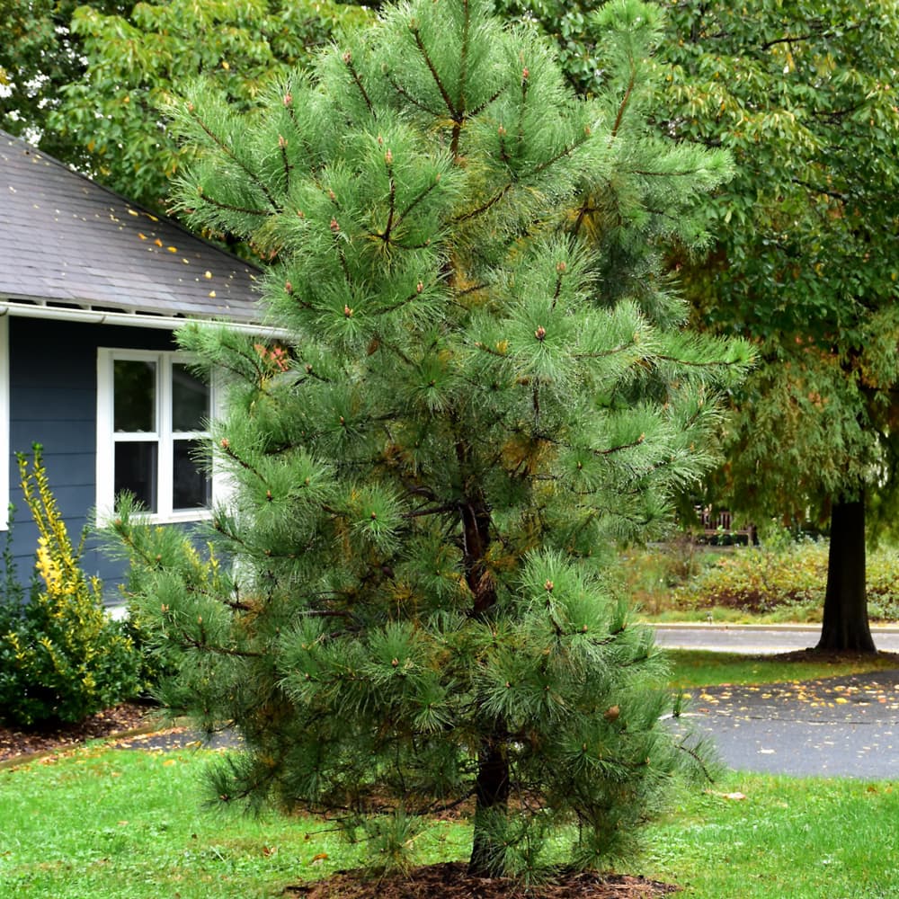 NetPS Plant Finder (www.netpsplantfinder.com)