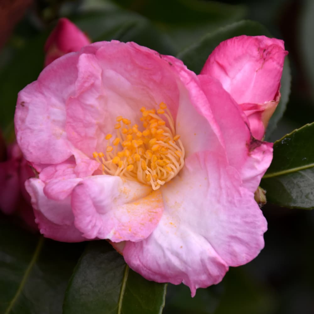 NetPS Plant Finder (www.netpsplantfinder.com)