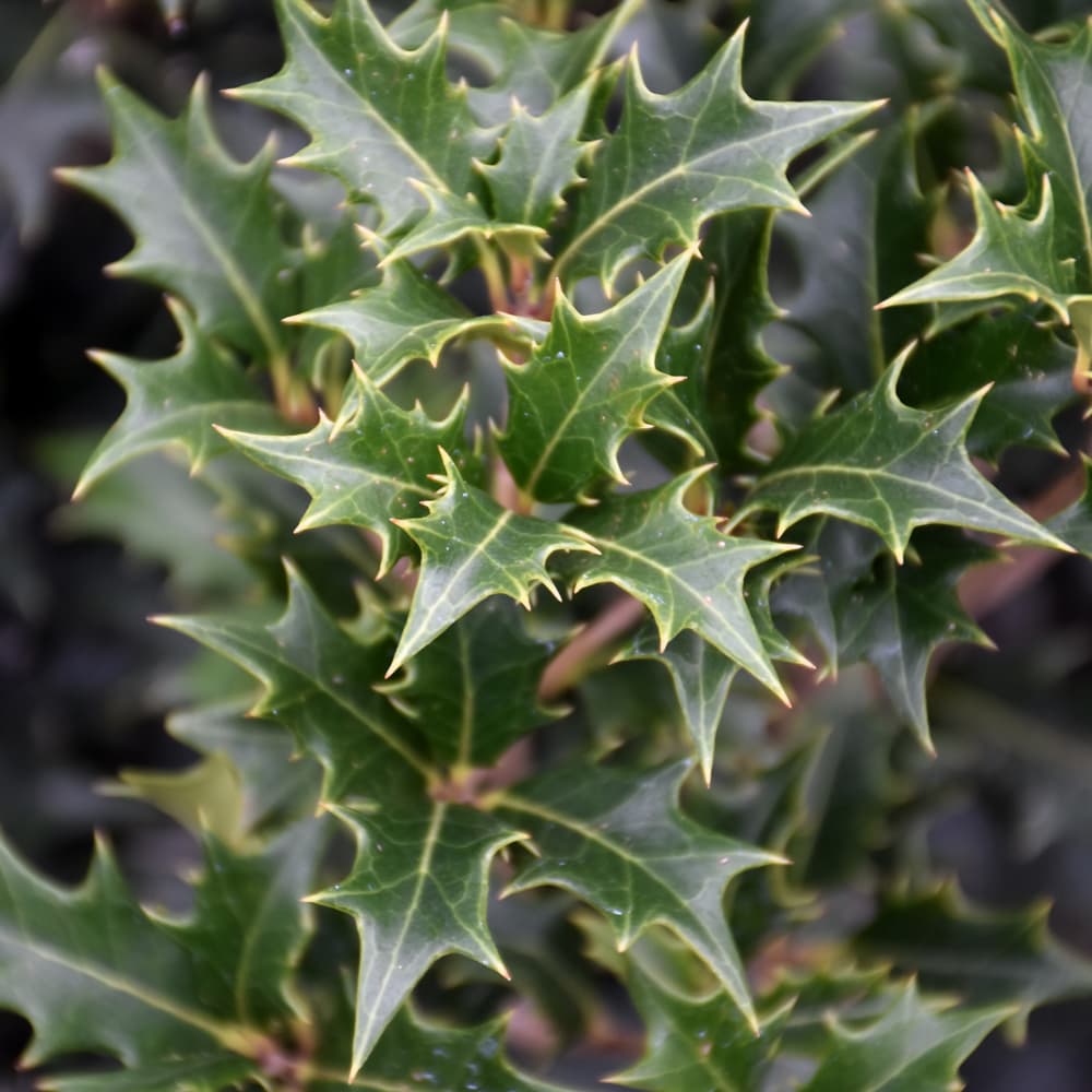 NetPS Plant Finder (www.netpsplantfinder.com)