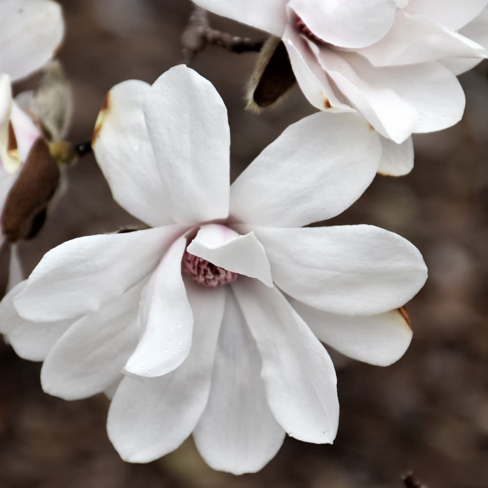 NetPS Plant Finder (www.netpsplantfinder.com)