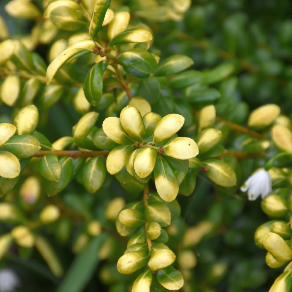 NetPS Plant Finder (www.netpsplantfinder.com)