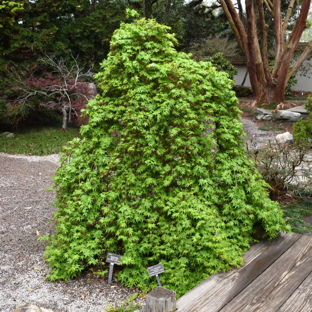 NetPS Plant Finder (www.netpsplantfinder.com)