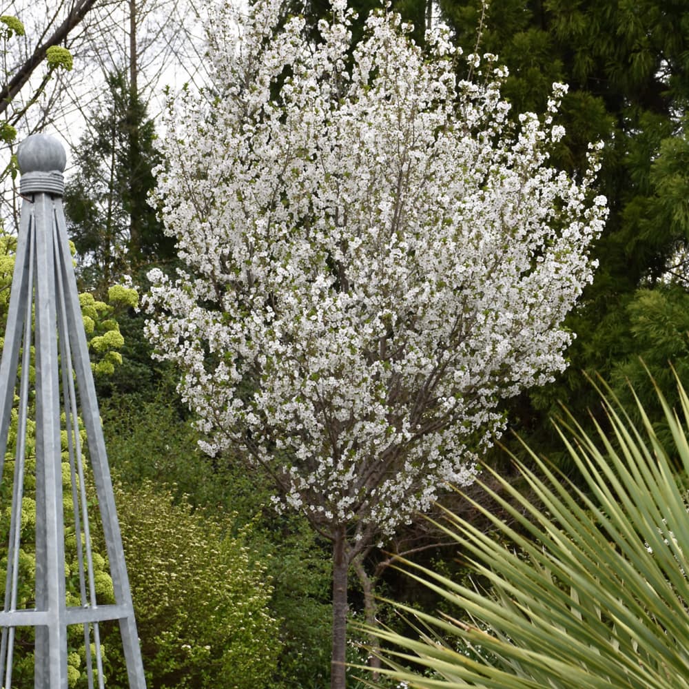 NetPS Plant Finder (www.netpsplantfinder.com)