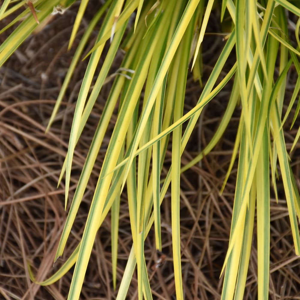NetPS Plant Finder (www.netpsplantfinder.com)