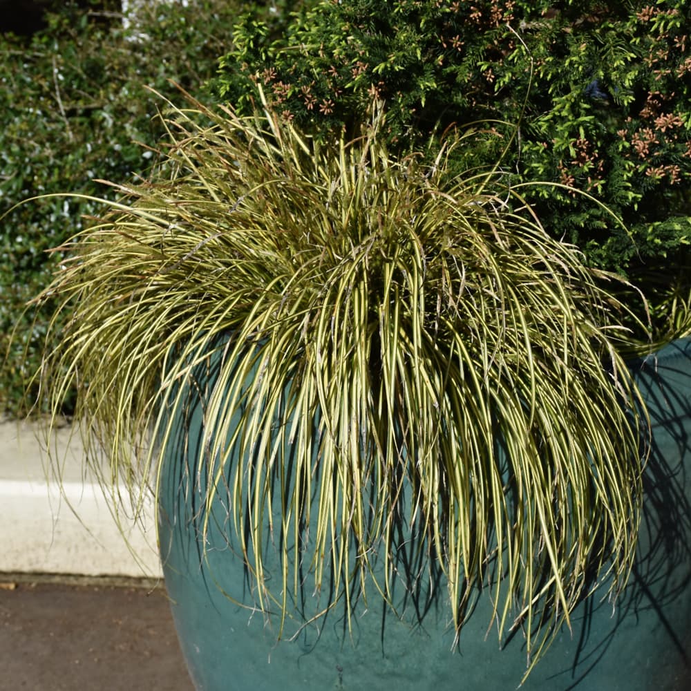 NetPS Plant Finder (www.netpsplantfinder.com)