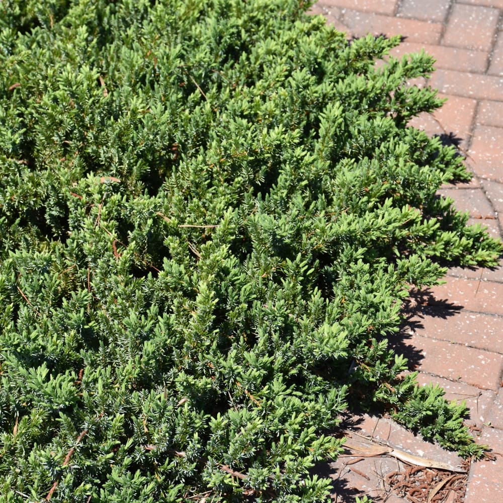 NetPS Plant Finder (www.netpsplantfinder.com)