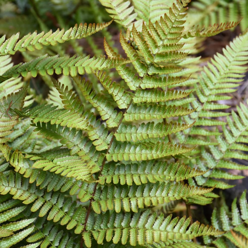 Fern Autumn