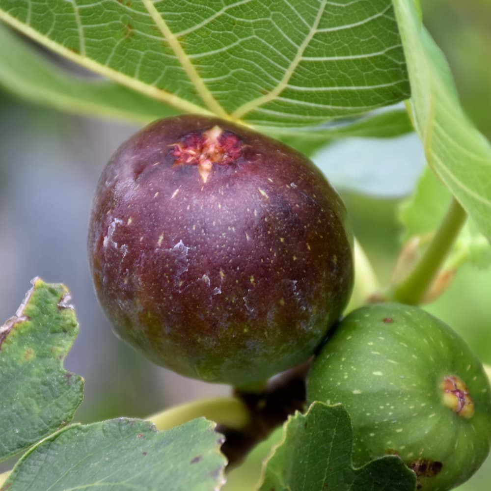 NetPS Plant Finder (www.netpsplantfinder.com)