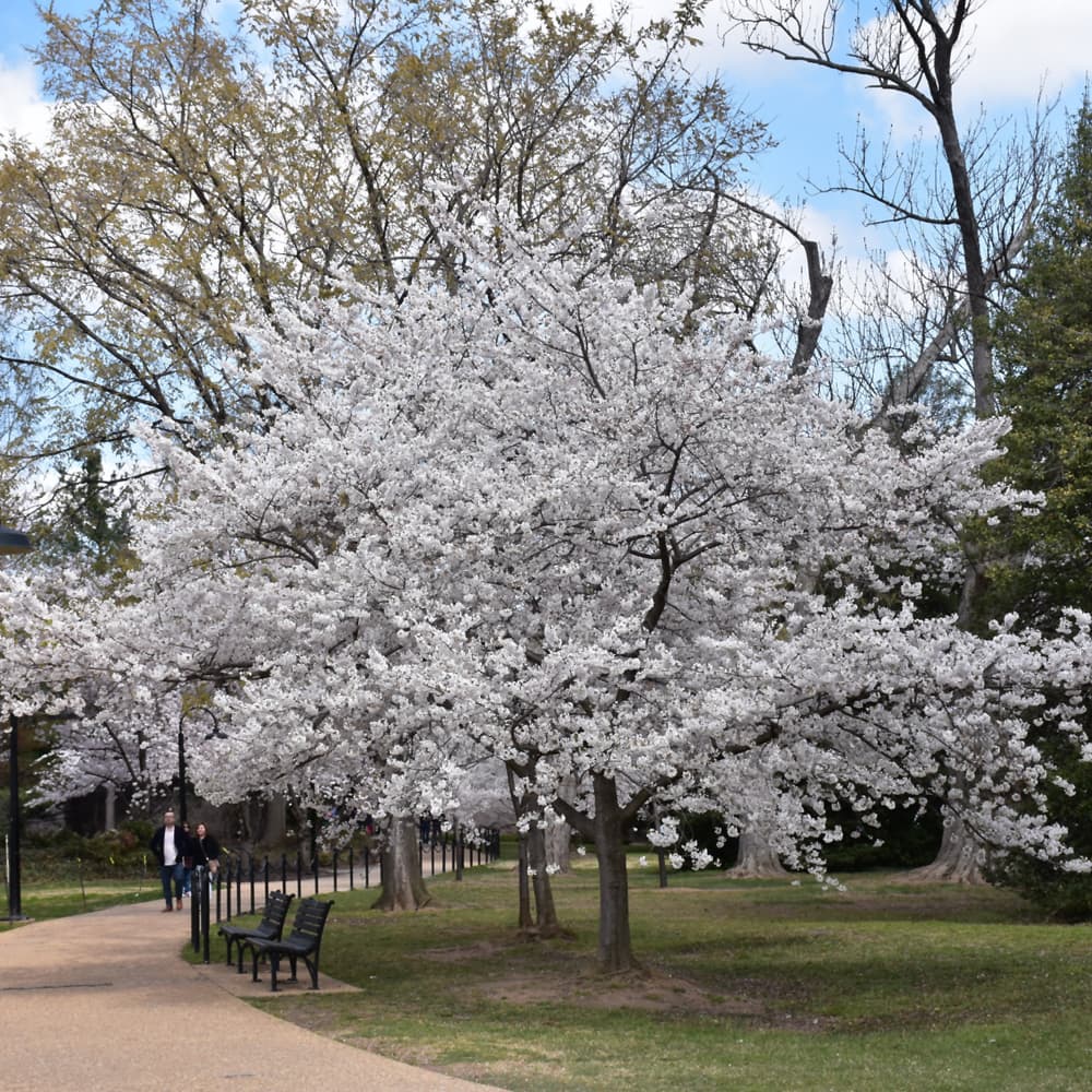 NetPS Plant Finder (www.netpsplantfinder.com)