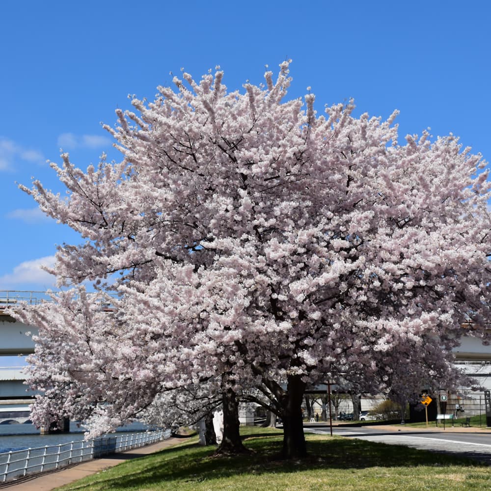 NetPS Plant Finder (www.netpsplantfinder.com)