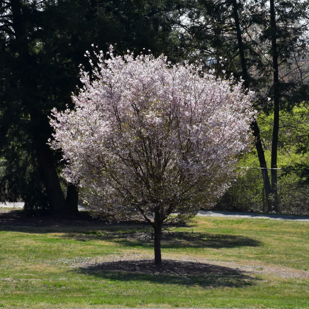 NetPS Plant Finder (www.netpsplantfinder.com)