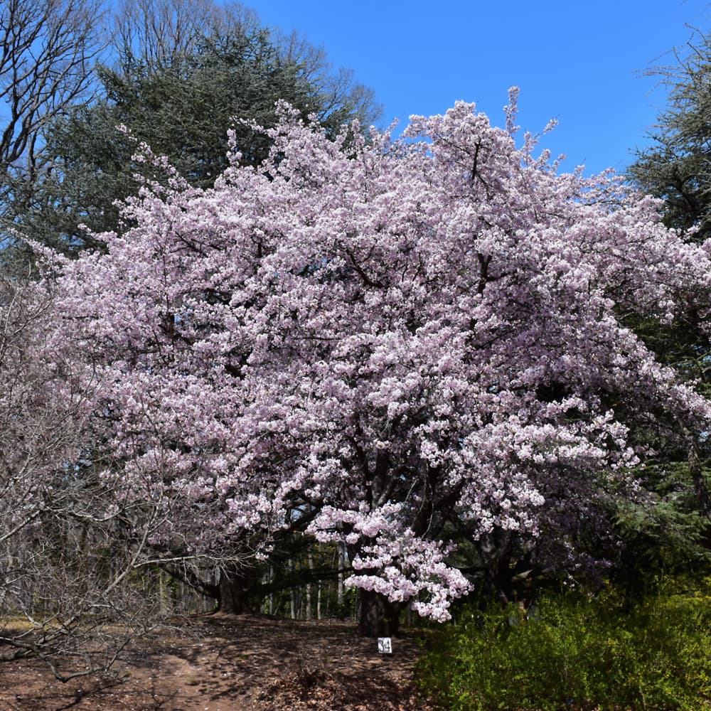 NetPS Plant Finder (www.netpsplantfinder.com)