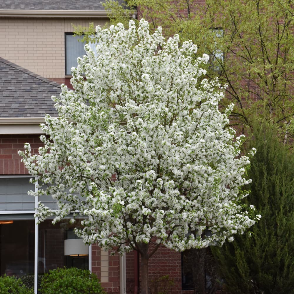 NetPS Plant Finder (www.netpsplantfinder.com)