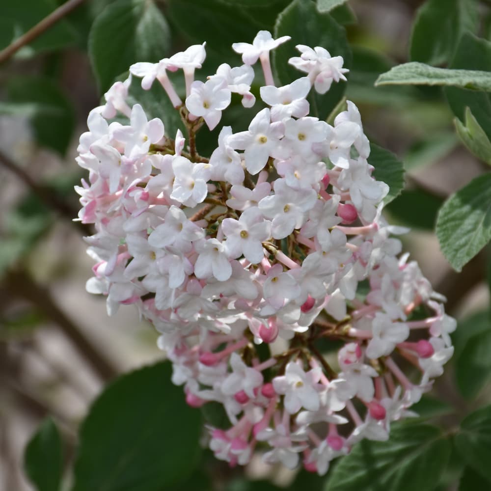 NetPS Plant Finder (www.netpsplantfinder.com)