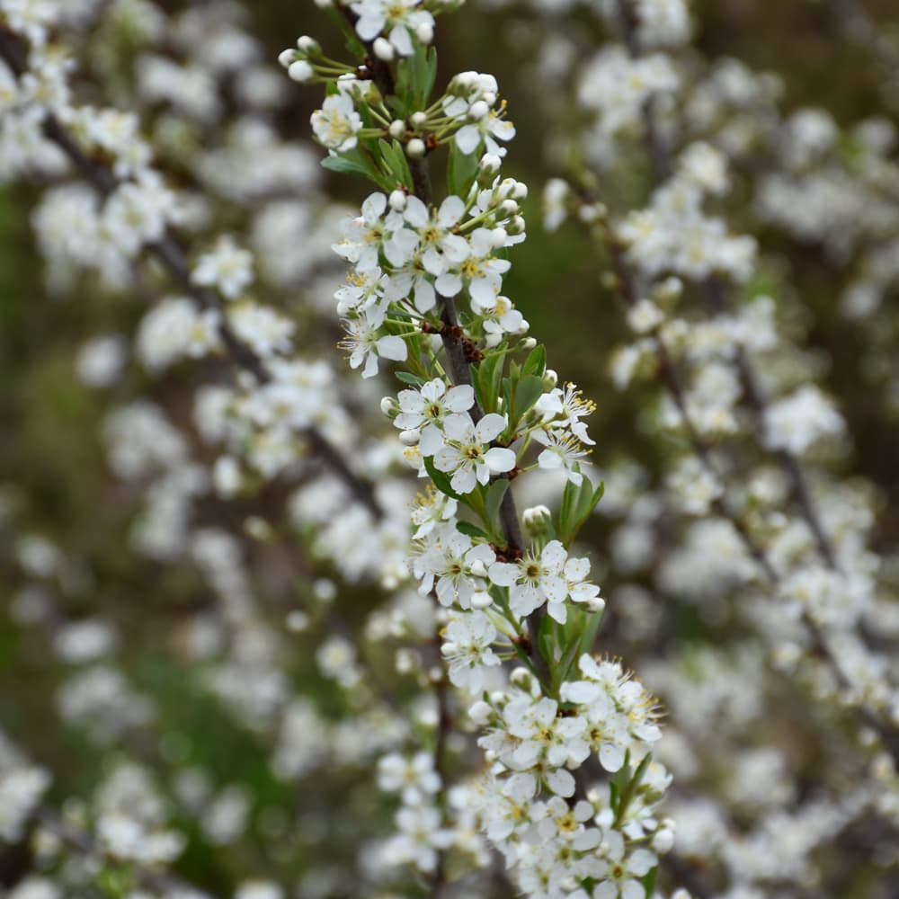 NetPS Plant Finder (www.netpsplantfinder.com)