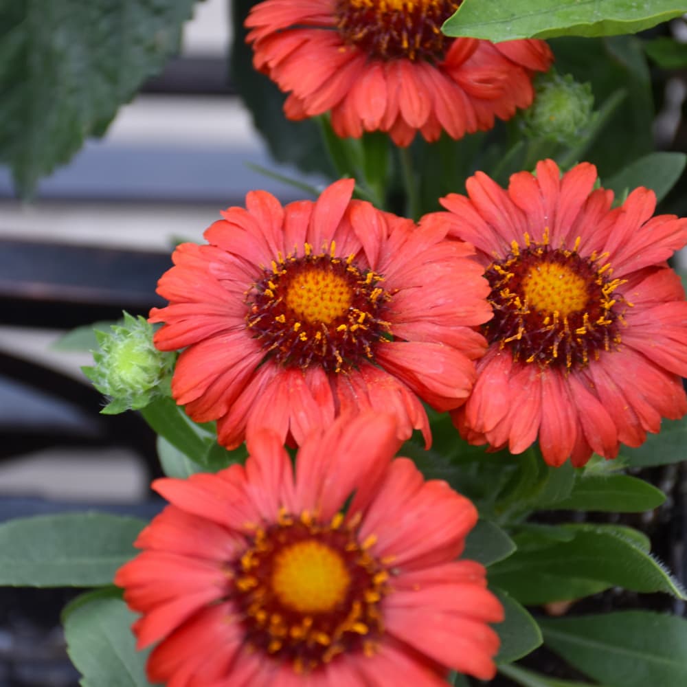 NetPS Plant Finder (www.netpsplantfinder.com)