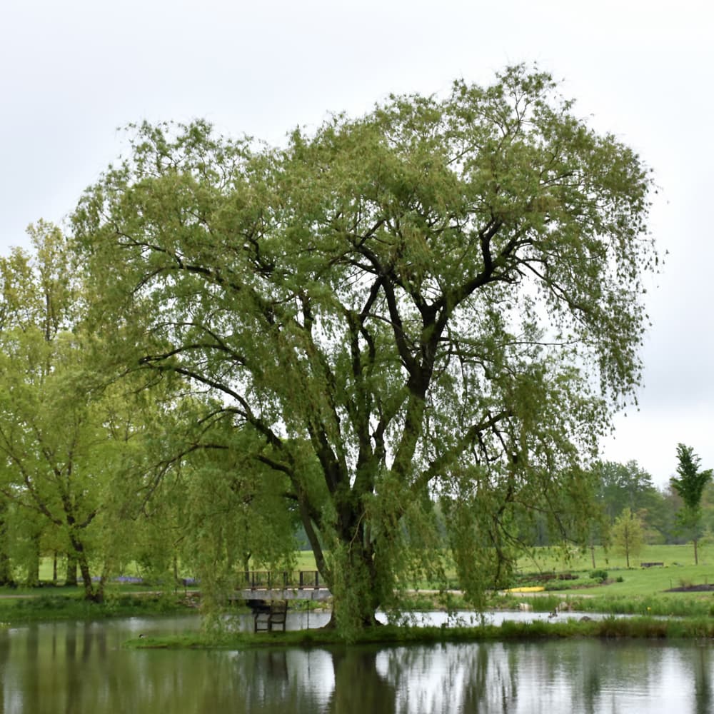 NetPS Plant Finder (www.netpsplantfinder.com)