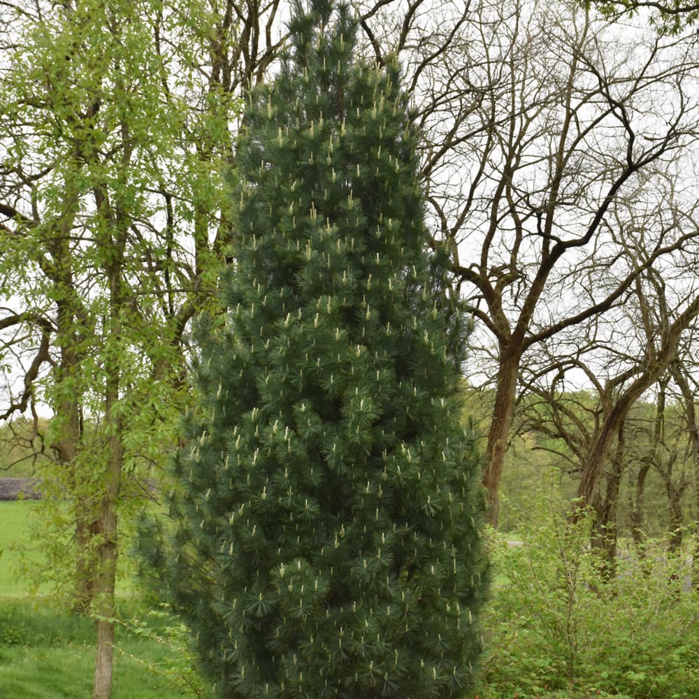 NetPS Plant Finder (www.netpsplantfinder.com)