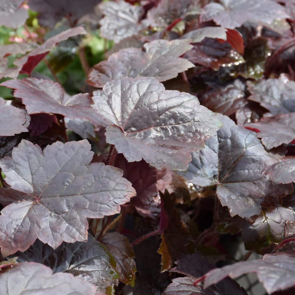 NetPS Plant Finder (www.netpsplantfinder.com)