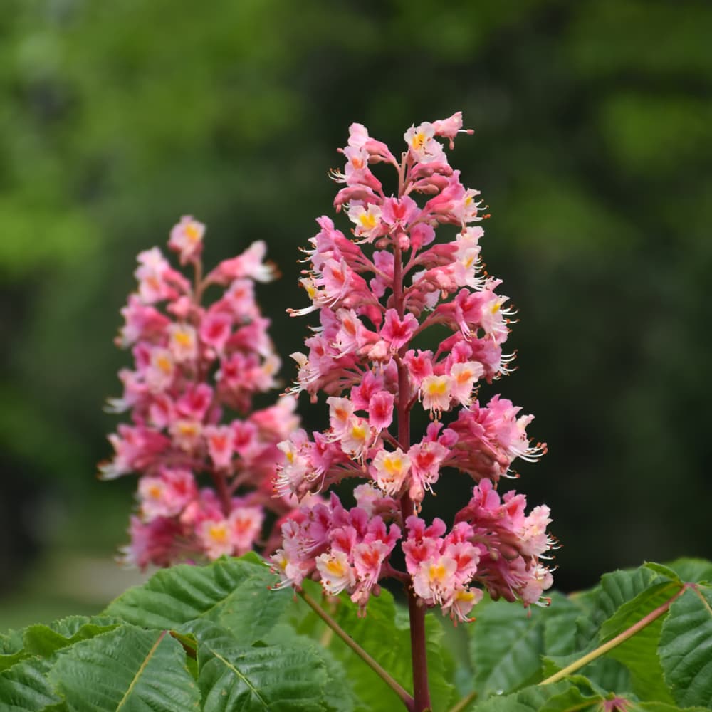 NetPS Plant Finder (www.netpsplantfinder.com)