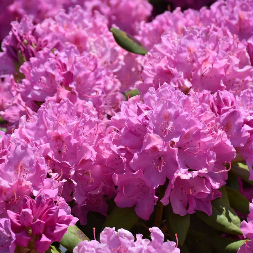 NetPS Plant Finder (www.netpsplantfinder.com)