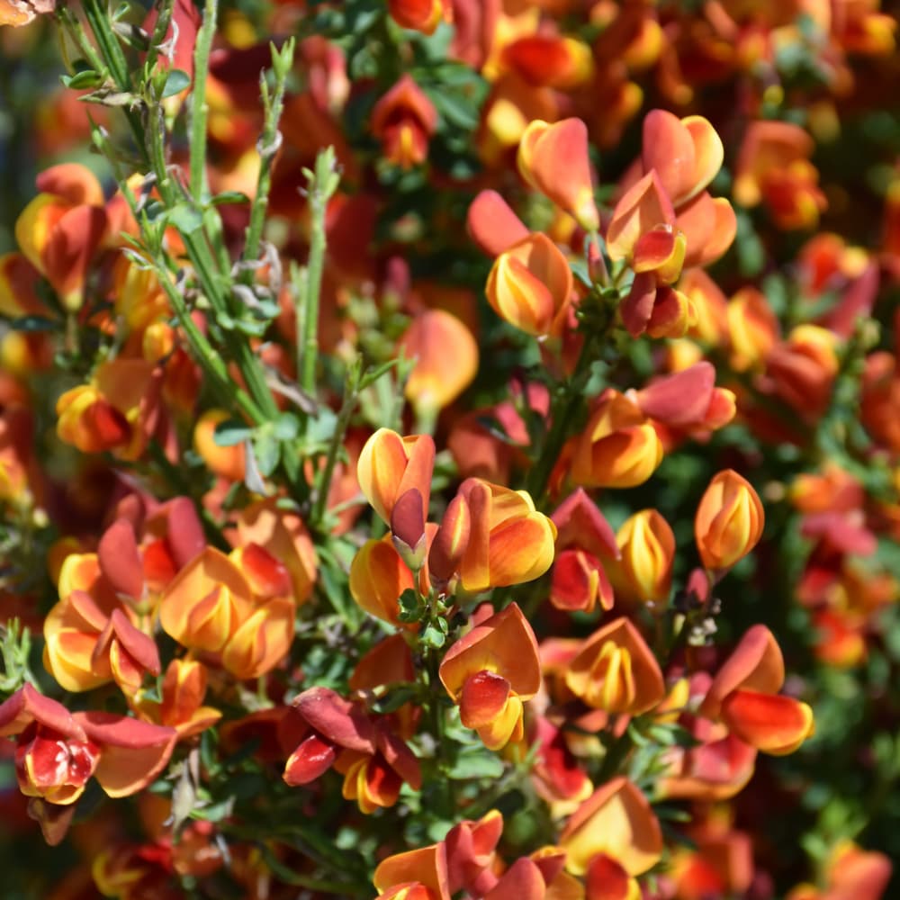 NetPS Plant Finder (www.netpsplantfinder.com)