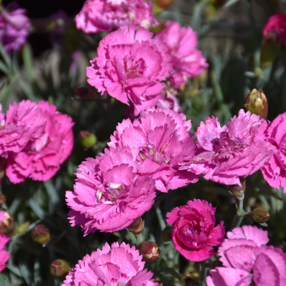 NetPS Plant Finder (www.netpsplantfinder.com)