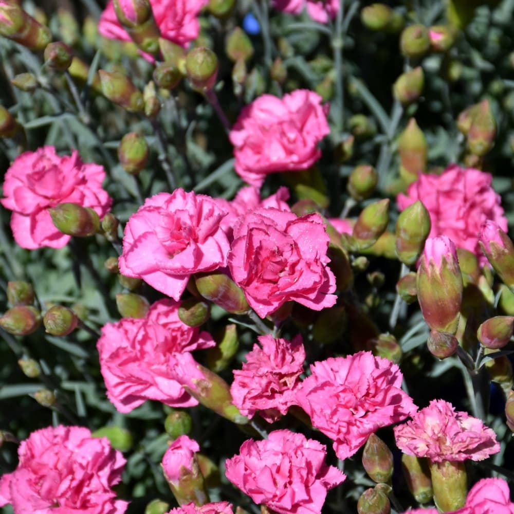 NetPS Plant Finder (www.netpsplantfinder.com)