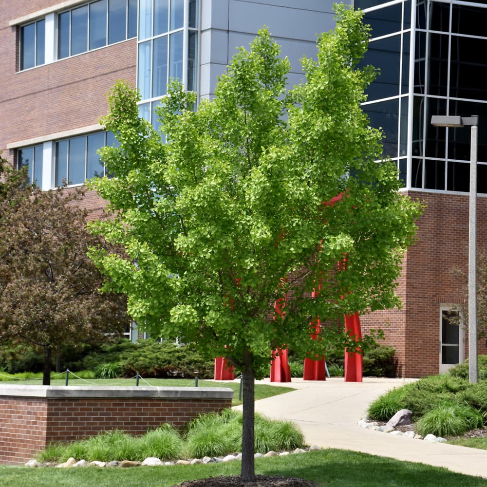 NetPS Plant Finder (www.netpsplantfinder.com)