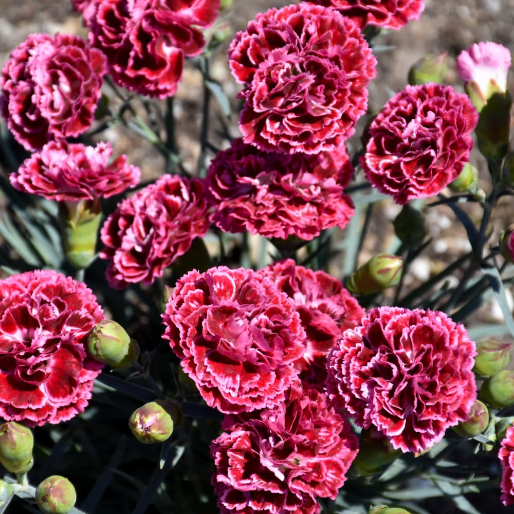 NetPS Plant Finder (www.netpsplantfinder.com)