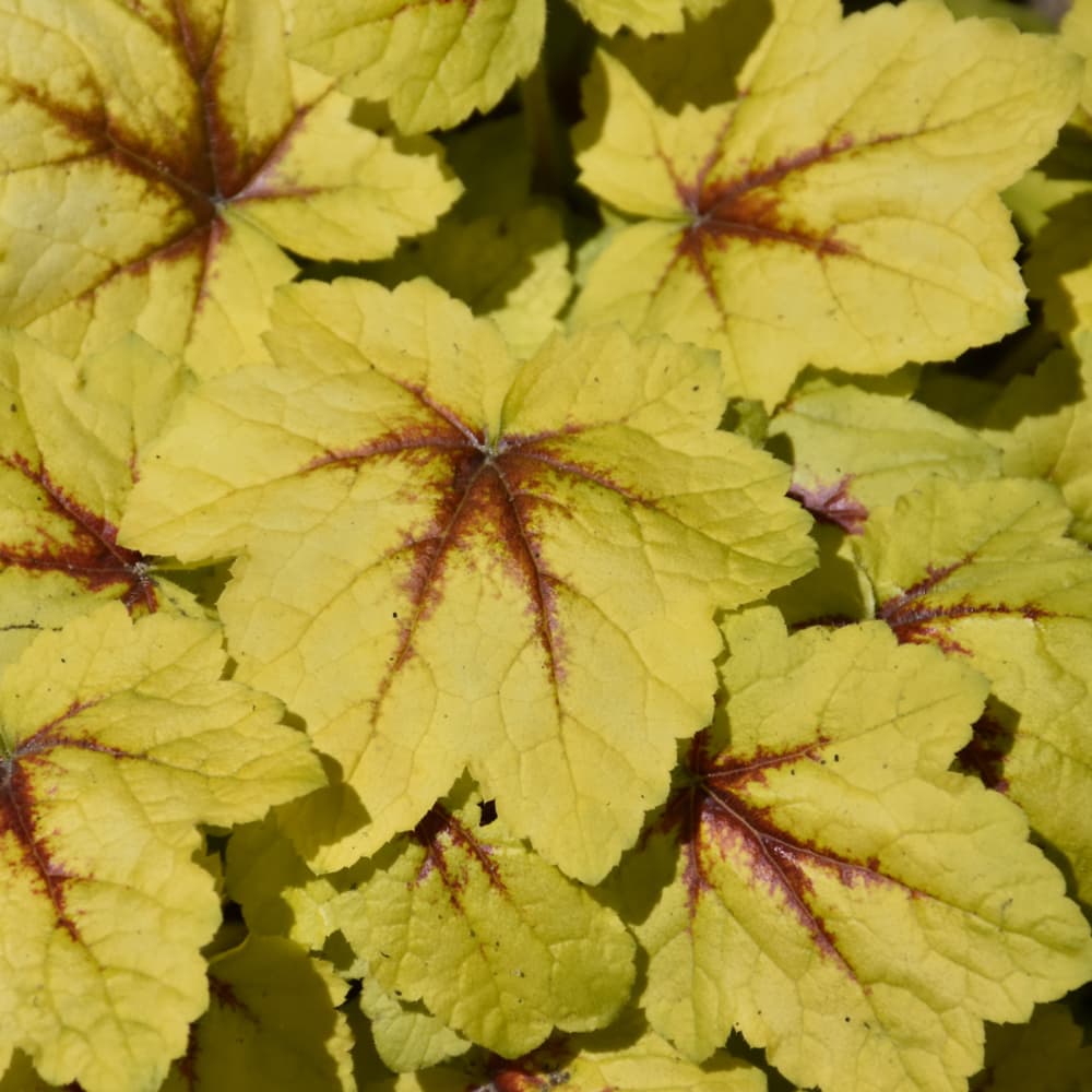 NetPS Plant Finder (www.netpsplantfinder.com)