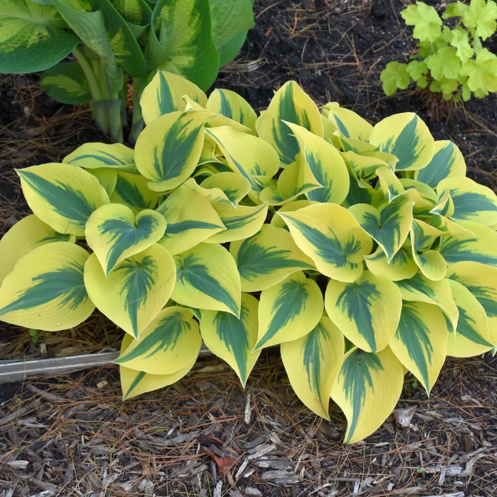 NetPS Plant Finder (www.netpsplantfinder.com)