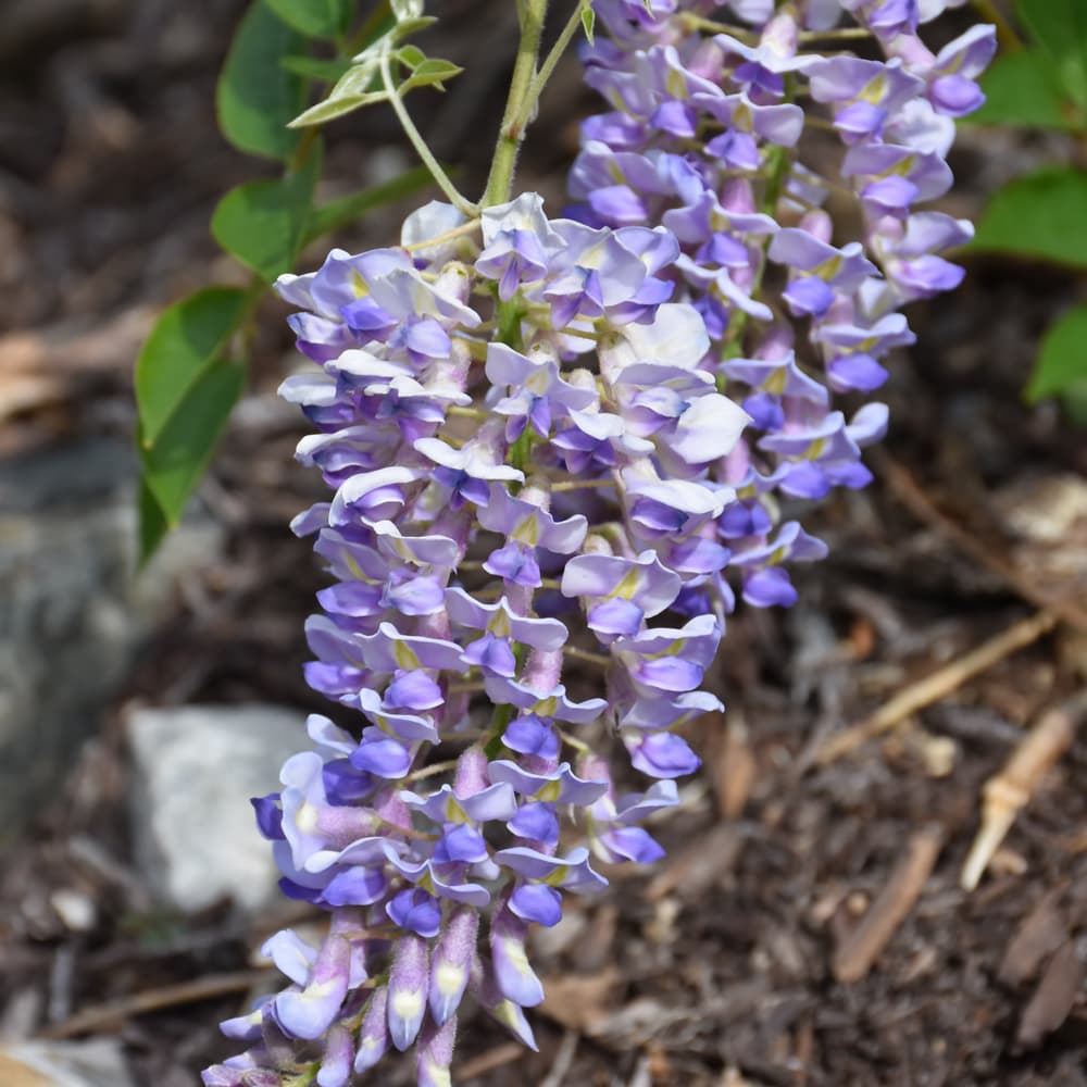 NetPS Plant Finder (www.netpsplantfinder.com)