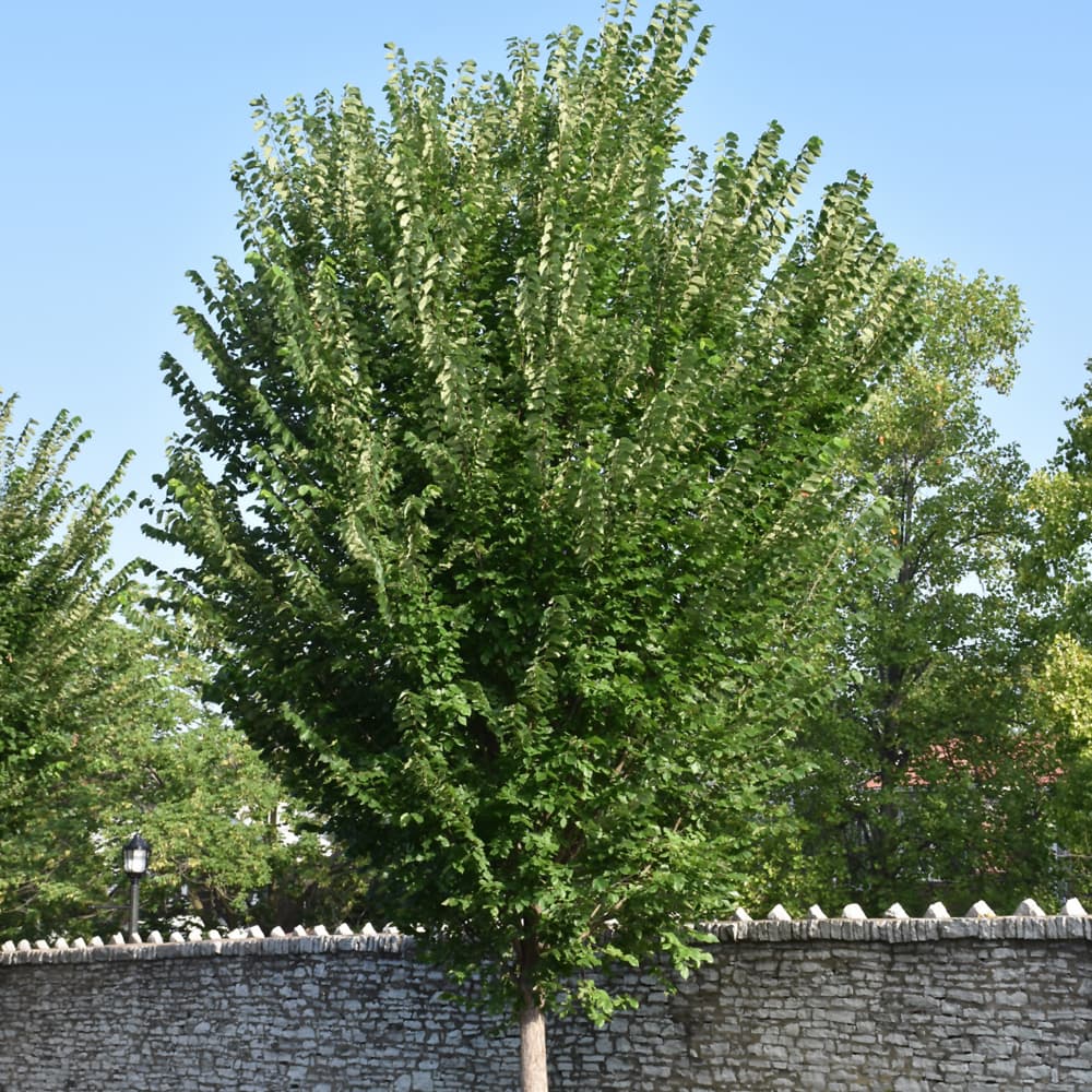 NetPS Plant Finder (www.netpsplantfinder.com)